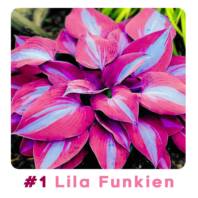 🌱 100 Gemischte Funkien Jardin Stauden Lilie Blumensamen 🇩🇪 In Deutschland angebaut
