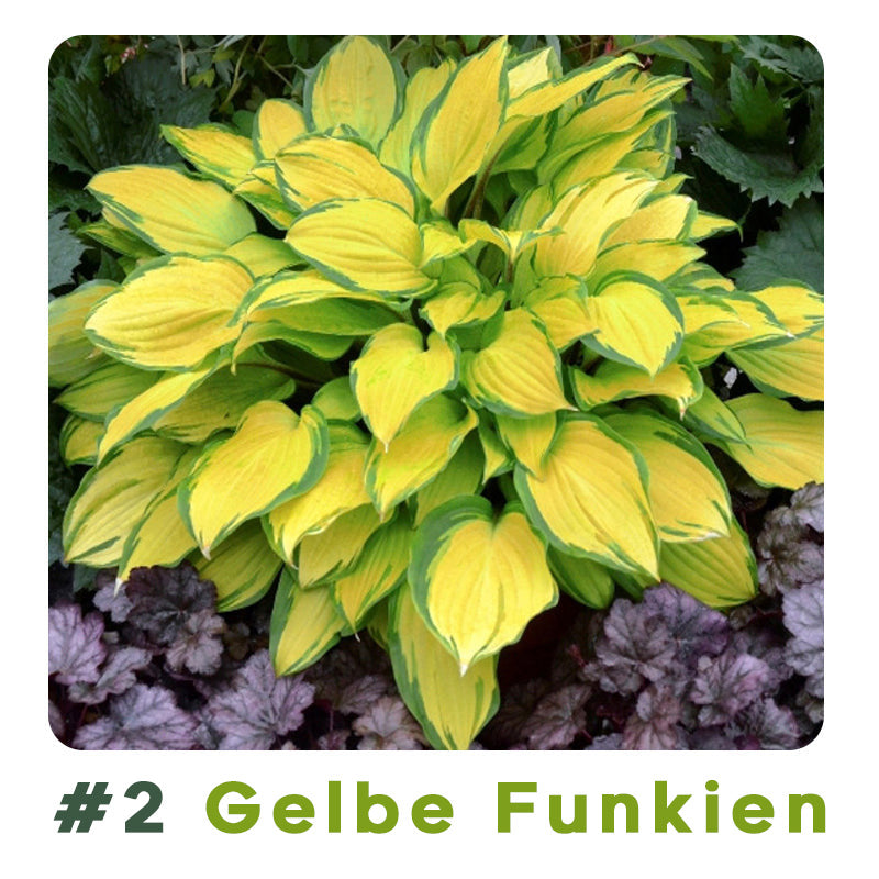 #2 Gelbe Funkien