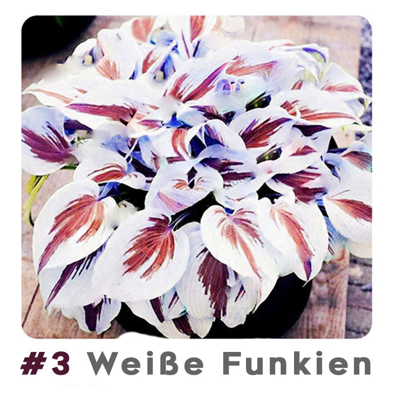 #3 Weiße Funkien
