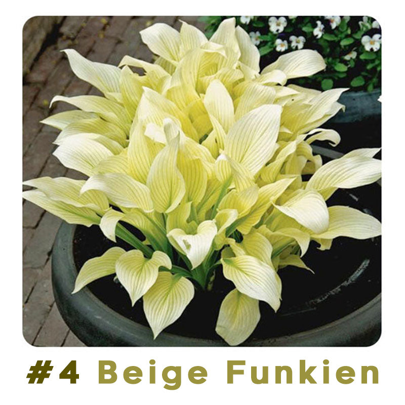 #4 Beige Funkien