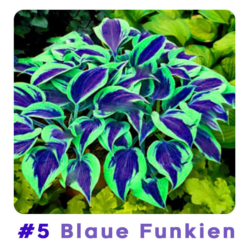 🌱 100 Gemischte Funkien Jardin Stauden Lilie Blumensamen 🇩🇪 In Deutschland angebaut