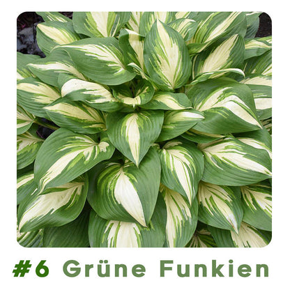 🌱 100 Gemischte Funkien Jardin Stauden Lilie Blumensamen 🇩🇪 In Deutschland angebaut