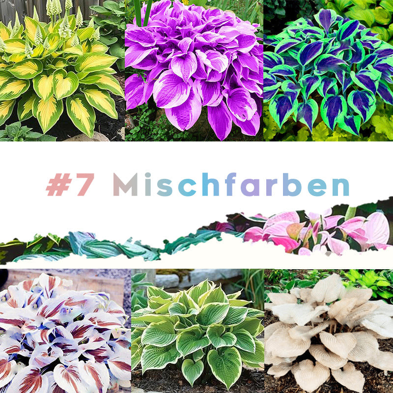 🌱 100 Gemischte Funkien Jardin Stauden Lilie Blumensamen 🇩🇪 In Deutschland angebaut