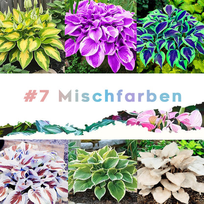 🌱 100 Gemischte Funkien Jardin Stauden Lilie Blumensamen 🇩🇪 In Deutschland angebaut