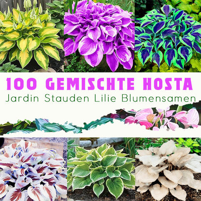 🌱 100 Gemischte Funkien Jardin Stauden Lilie Blumensamen 🇩🇪 In Deutschland angebaut